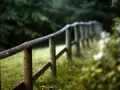 Prosty, drewniany płot w otoczeniu zieleni. Idealny przykład, jak zrobić tanio płot drewniany, który wpasuje się w naturalny krajobraz.