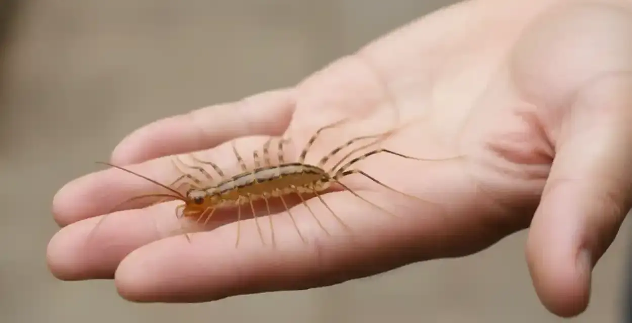 Dłoń trzyma stonogę domową, która ma wiele nóg i długie czułki.