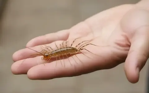 Dłoń trzyma stonogę domową, która ma wiele nóg i długie czułki.